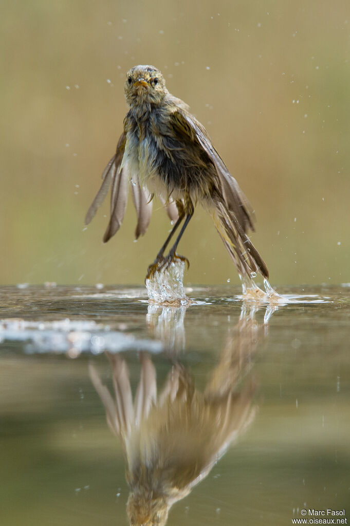 Common Chiffchaffadult, care, Flight