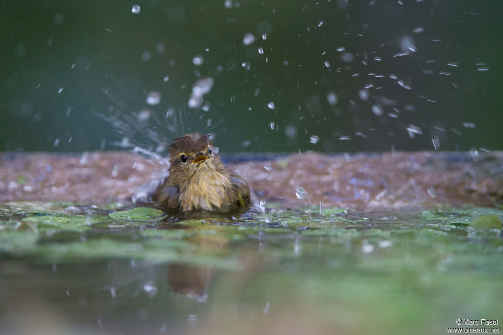 Common Chiffchaff, care