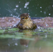 Common Chiffchaff