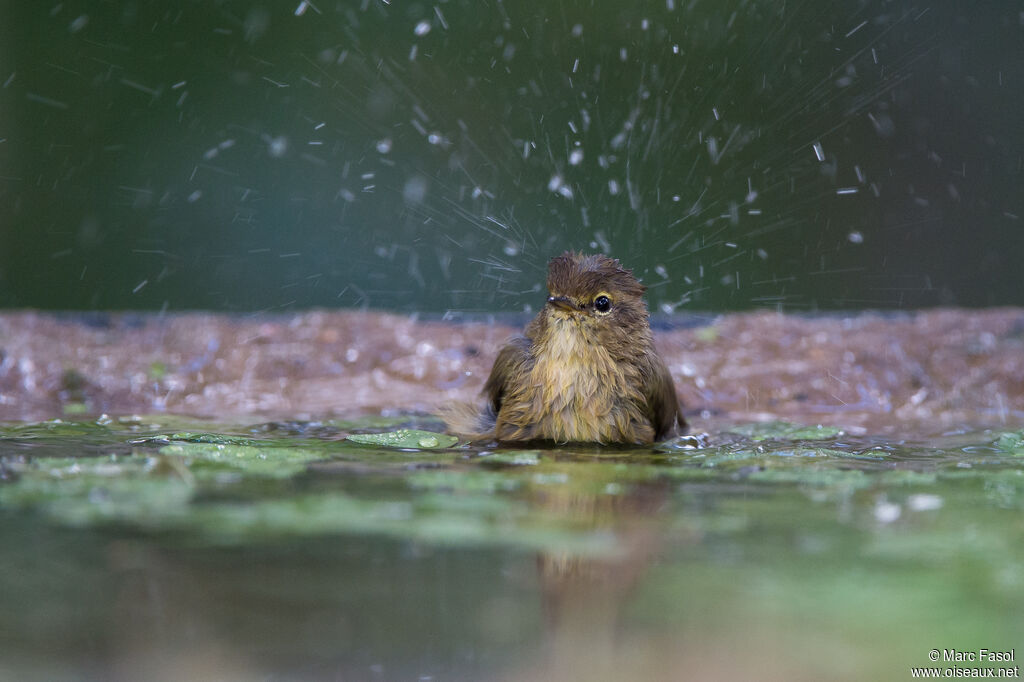 Common Chiffchaff, identification, care