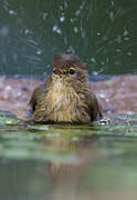 Common Chiffchaff