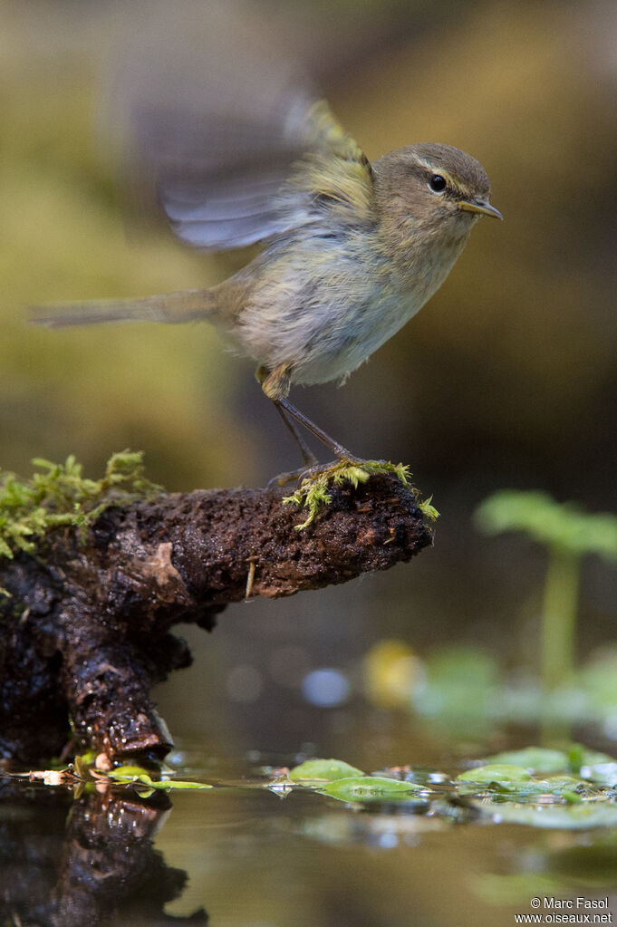 Common Chiffchaffadult, Flight