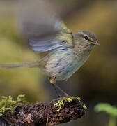 Common Chiffchaff