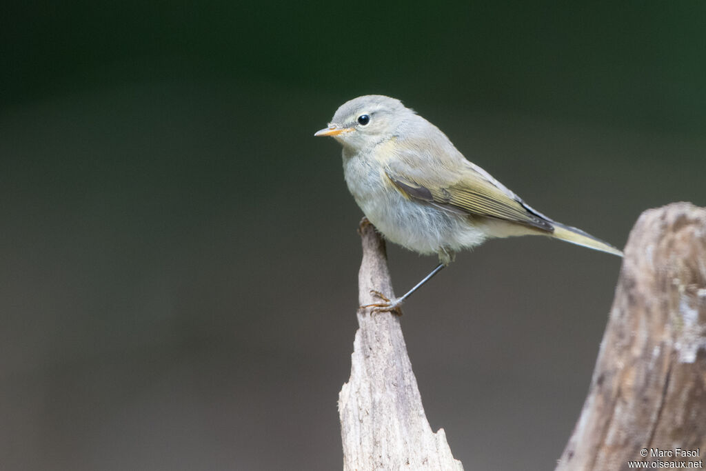 Common Chiffchaffjuvenile