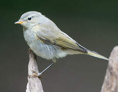 Common Chiffchaff