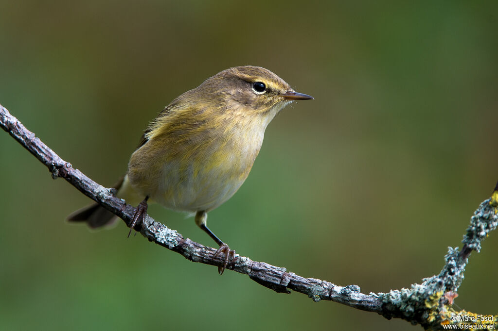 Pouillot véloceadulte, identification