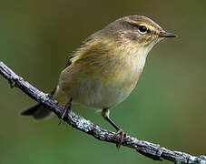 Common Chiffchaff