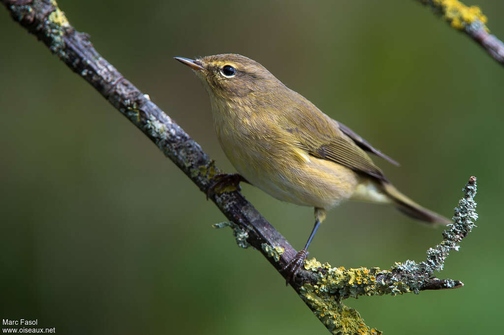 Pouillot vélocejuvénile, identification