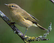 Common Chiffchaff