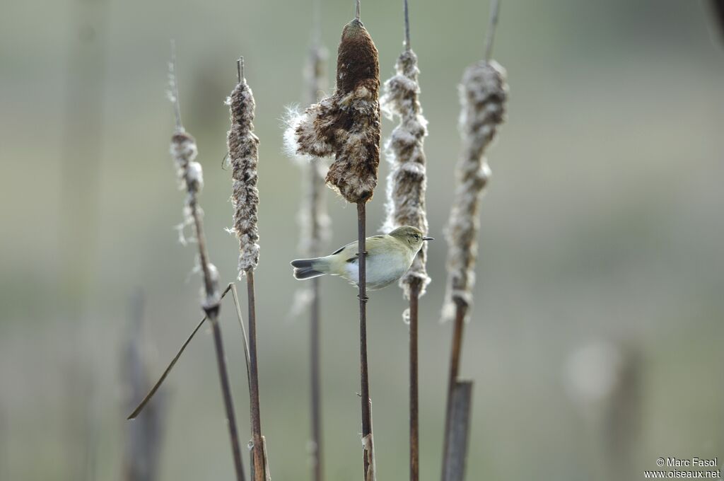 Common Chiffchaff, feeding habits