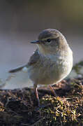 Common Chiffchaff