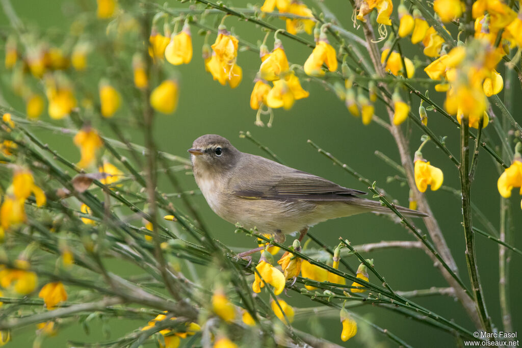 Common Chiffchaffadult, identification