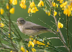 Common Chiffchaff