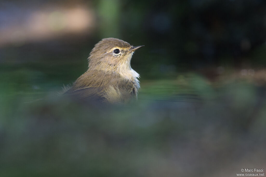 Common Chiffchaffadult, close-up portrait, care