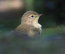 Common Chiffchaff