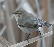 Common Chiffchaff