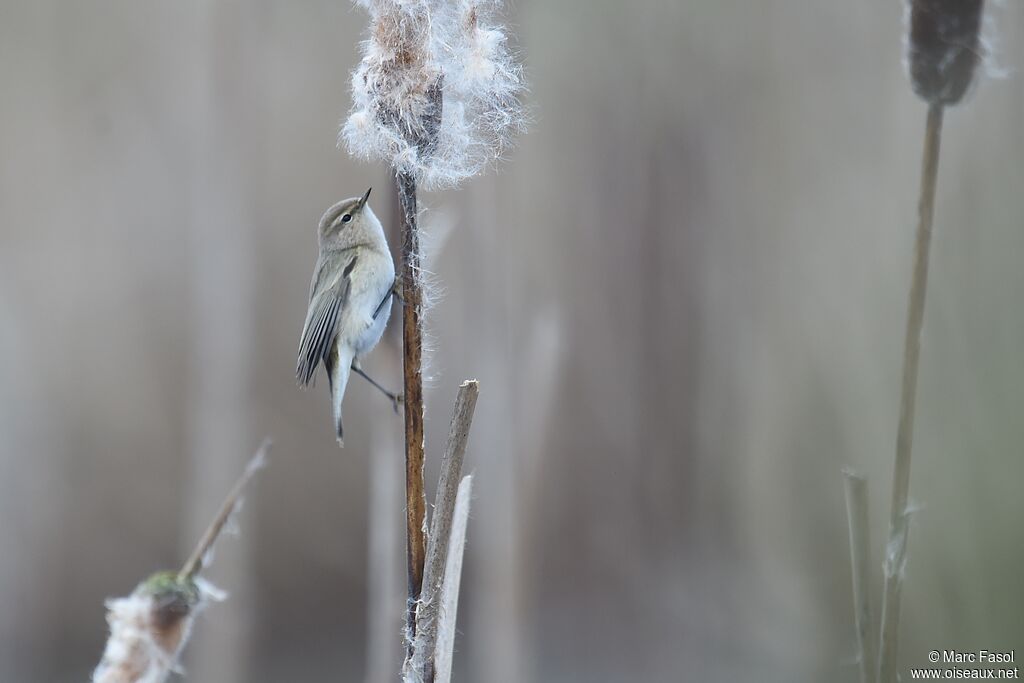 Common Chiffchaffadult post breeding, identification, Behaviour