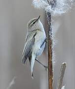 Common Chiffchaff