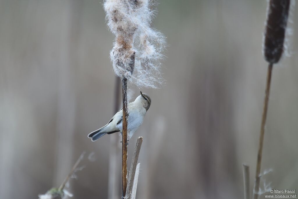 Common Chiffchaffadult post breeding, identification