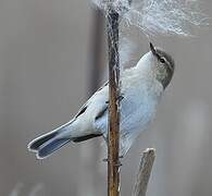 Common Chiffchaff