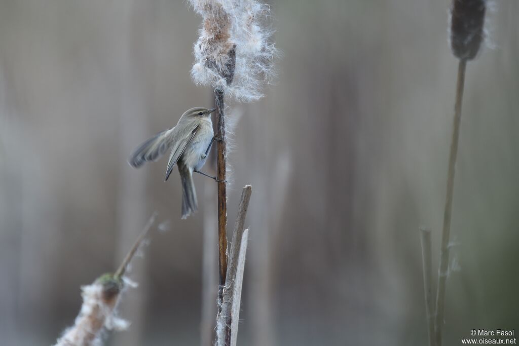 Common Chiffchaffadult post breeding, identification, Behaviour