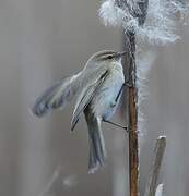 Common Chiffchaff