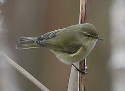 Common Chiffchaff