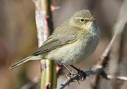 Common Chiffchaff