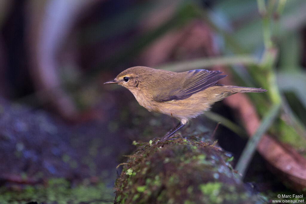 Common Chiffchaffadult post breeding, identification