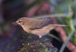 Common Chiffchaff