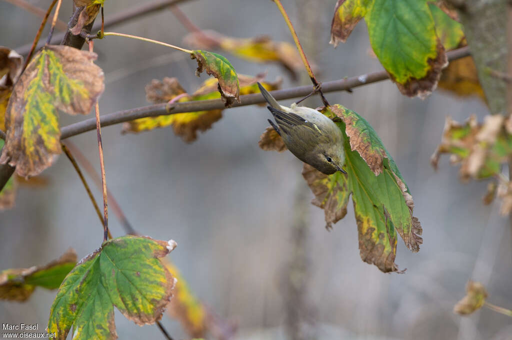 Pouillot véloceadulte, habitat, pêche/chasse, mange, Comportement