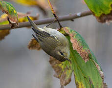 Common Chiffchaff