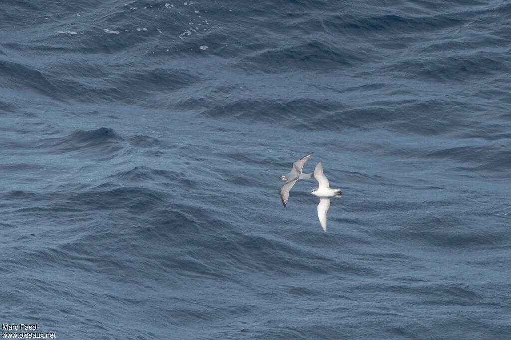 Slender-billed Prion, pigmentation, Flight