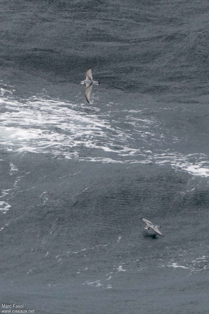 Slender-billed Prionadult, pigmentation, Flight