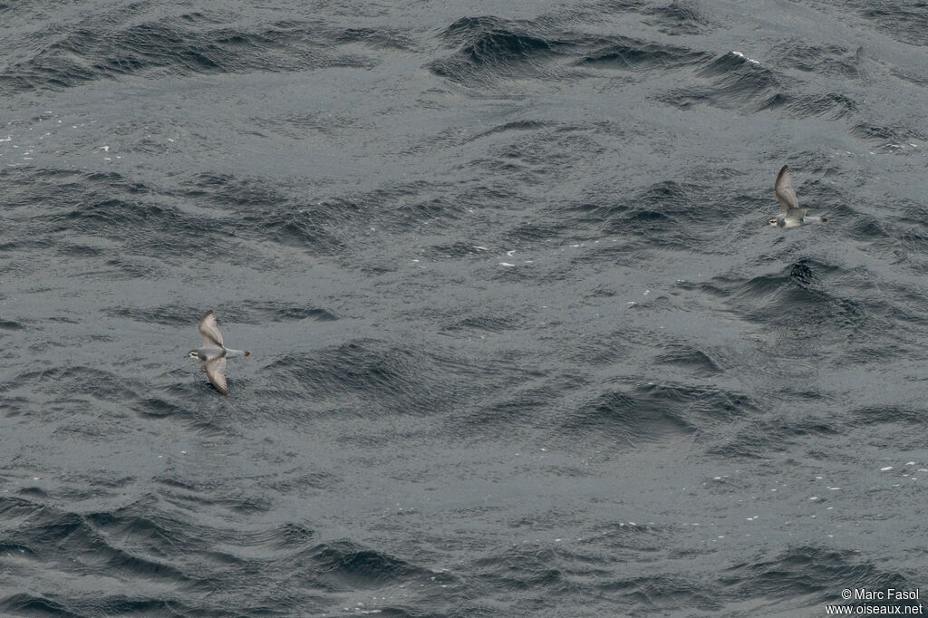 Slender-billed Prionadult, identification, Flight