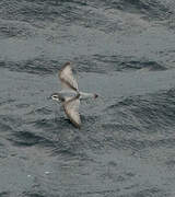 Slender-billed Prion