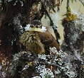 Pseudocolapte de Boissonneau