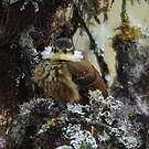 Pseudocolapte de Boissonneau