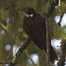 Pseudocolapte de Boissonneau