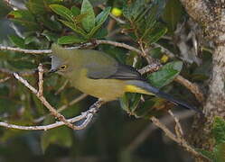 Long-tailed Silky-flycatcher