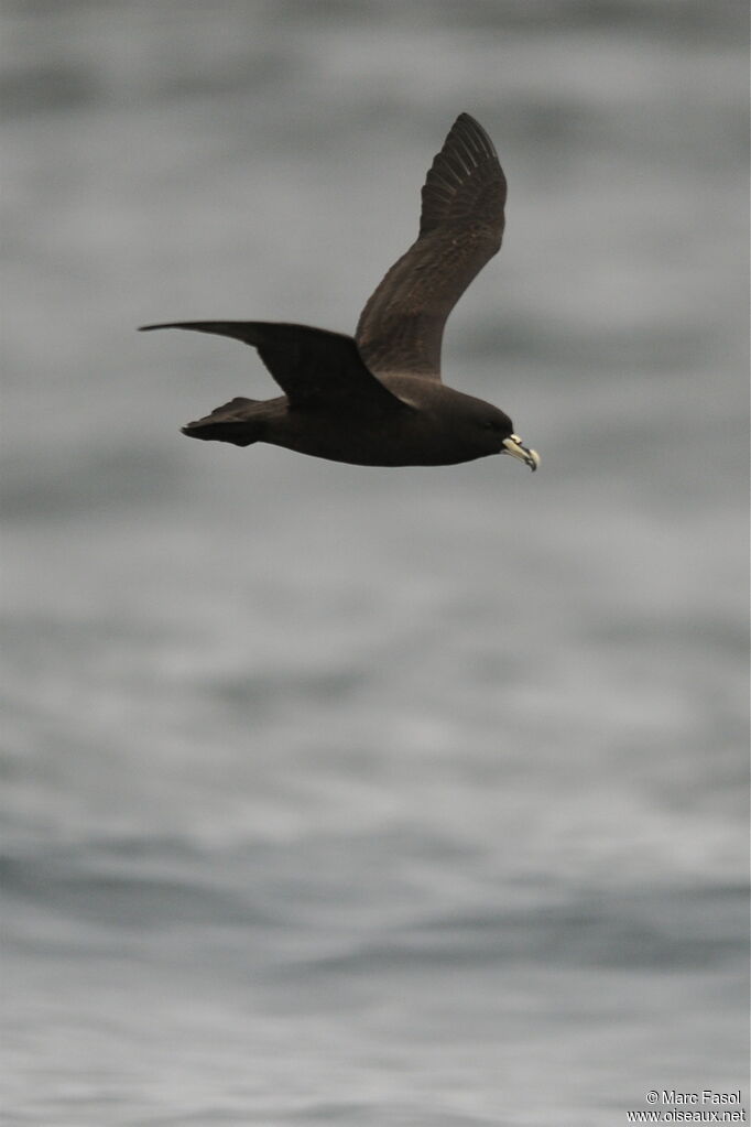 White-chinned Petreladult, identification