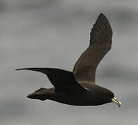 White-chinned Petrel