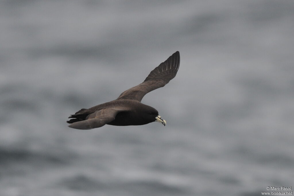 White-chinned Petreladult, Flight