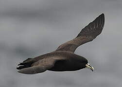 White-chinned Petrel