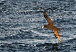 White-chinned Petrel