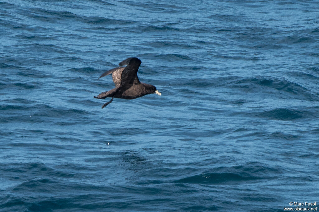 White-chinned Petreladult, identification