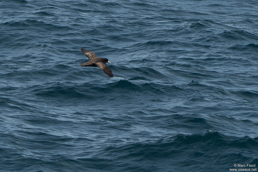 White-chinned Petreladult, Flight