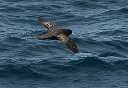 White-chinned Petrel