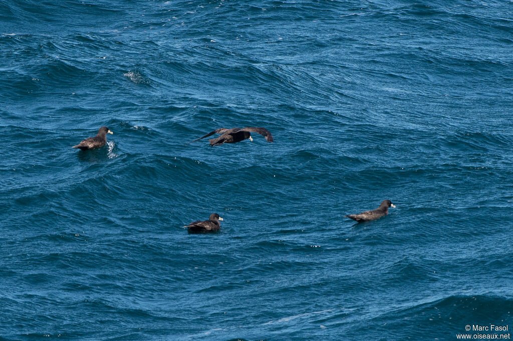 White-chinned Petrel, swimming