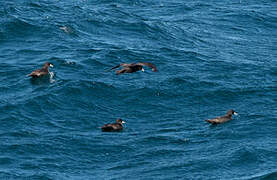 White-chinned Petrel